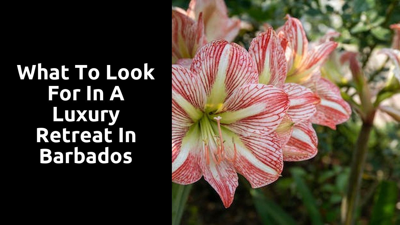 What to Look for in a Luxury Retreat in Barbados